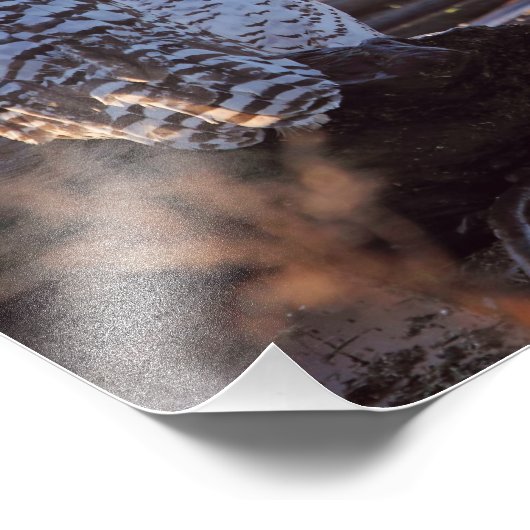 Photo Chouettes neigeuses (Coin)