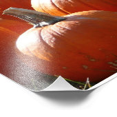 Photo citrouille pour automne, Halloween ou Thanks (Coin)