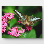 Photo Clipper sur la plaque Pentas 1 (Devant)