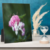 Photo Coeurs brisés alignés sur la plaque (Côté)