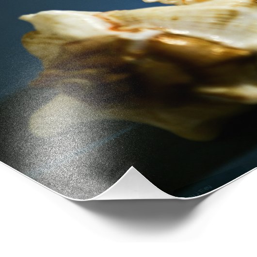 Photo Conch 3335 (Coin)