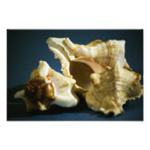 Photo Conch 3335 (Devant)