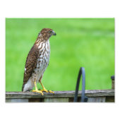 Photo Cooper's Hawk Imprimer 1 (Devant)
