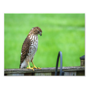 Photo Cooper's Hawk Print 3