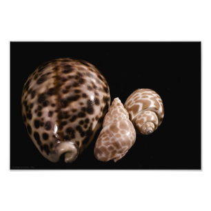 Photo Cowrie Cones