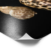 Photo Cowrie Cones 2 (Coin)