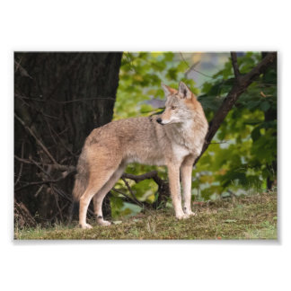 Photo Coyote Jolie Impression