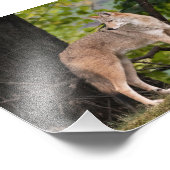 Photo Coyote Jolie Impression (Coin)