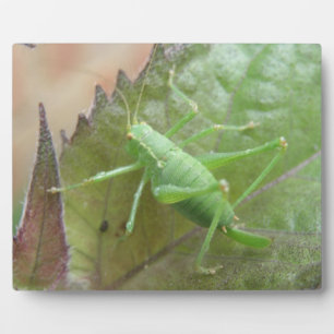 Photo Cricket vert sur une plaque de feuilles