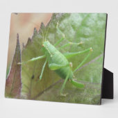 Photo Cricket vert sur une plaque de feuilles (Côté)