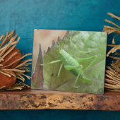 Photo Cricket vert sur une plaque de feuilles (Côté)