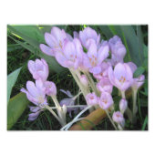 Photo Crocus (Devant)