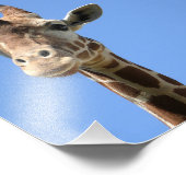 Photo Cute Giraffe (Coin)