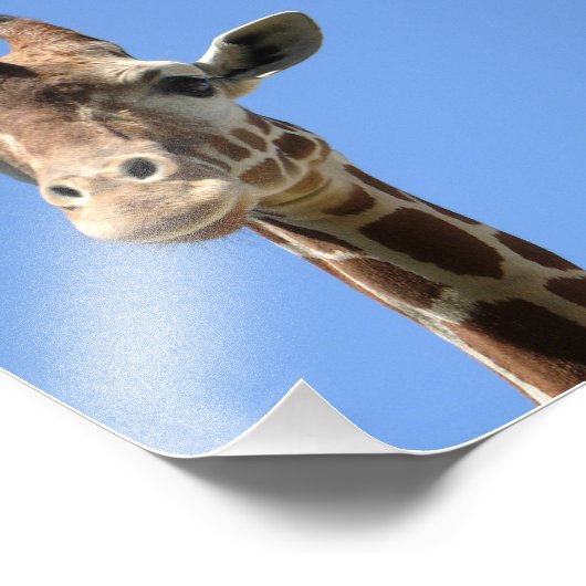 Photo Cute Giraffe (Coin)