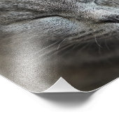 Photo Cute Gray Kitty Visage (Coin)