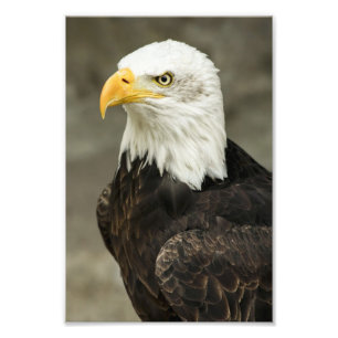 Photo d'aigle chauve