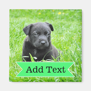 Photo d'animal familier de famille et aimant faits