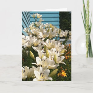 Photo Day Lilies Fleurs Vos Cartes De Message