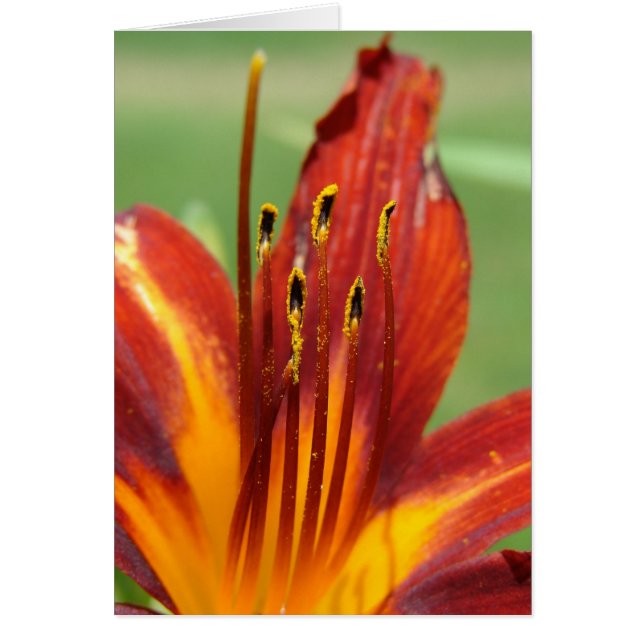 Photo Daylily Macro (Devant)