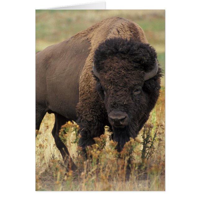 Photo de bison (Devant)