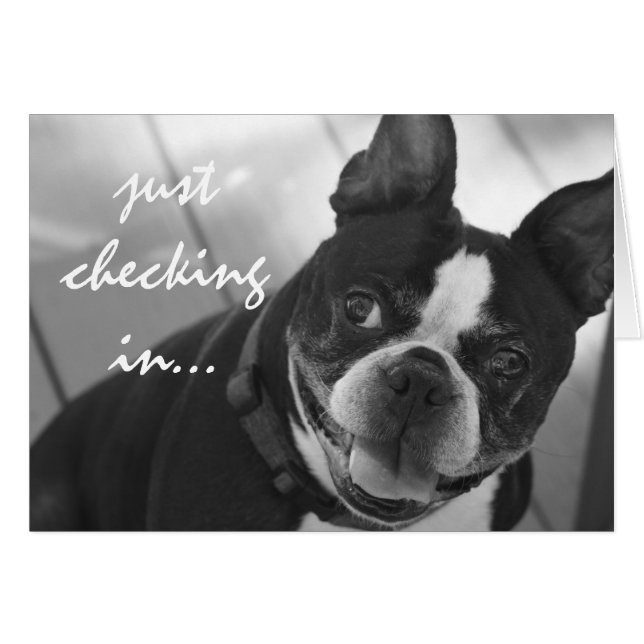 Photo de Boston Terrier (Devant horizontal)
