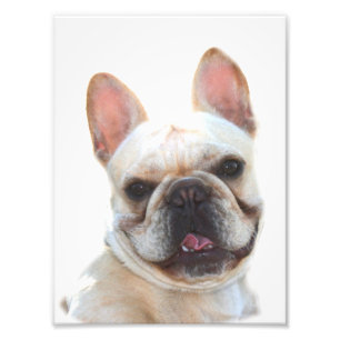 Photo de bouledogue français