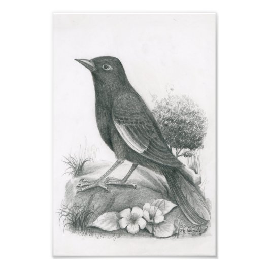 Photo de Cambodian Bird 2 par Vannak Anan Prum (Devant)