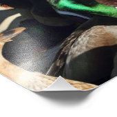 Photo de Canards dans une foule (Coin)