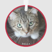 Photo de chat mignon rouge  (dos)