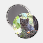 Photo de chaton bébé chat rond aimant (Recto/Verso)