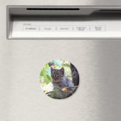 Photo de chaton bébé chat rond aimant (In Situ (Lave-vaisselle))