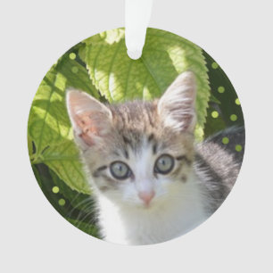 Photo de chaton tabby personnalisé