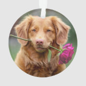 Photo de chien de Noël avec accessoires (dos)