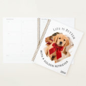 photo de chien Retriever doré (Devant avec enveloppe)