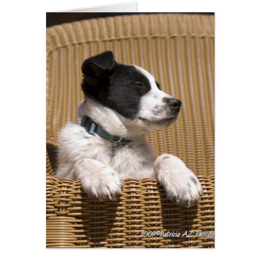 Photo de chiot Border Collie Heeler Mix endormi (Devant)