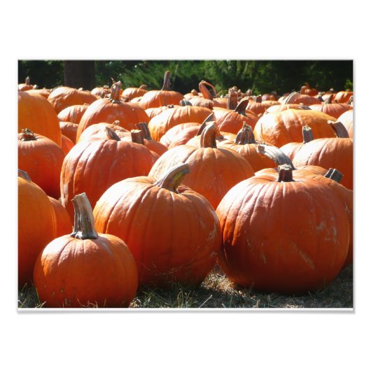Photo de citrouilles pour l'automne, Halloween ou (Devant)
