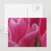 Photo de clôture de tulipes roses sur cartes (Devant / Derrière)