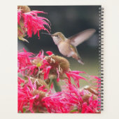 Photo de colibri en vol (Dos)