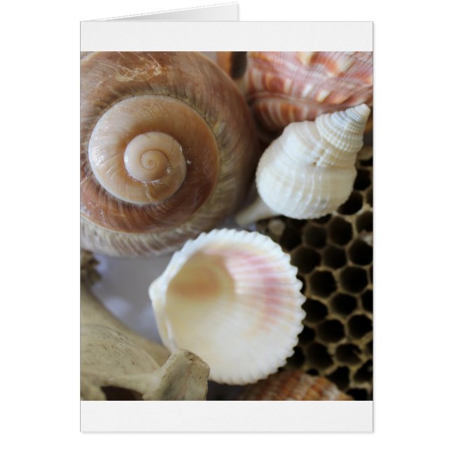 photo de coquillages (Devant)
