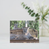 Photo de Cougar Cubs 11 mois Carte postale (Debout devant)