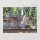 Photo de Cougar Cubs 11 mois Carte postale (Devant)