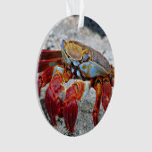 Photo de crabe (devant)