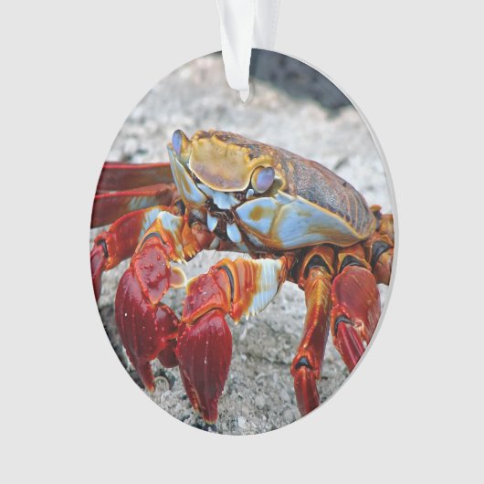 Photo de crabe (devant)