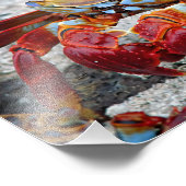 Photo de crabe (Coin)