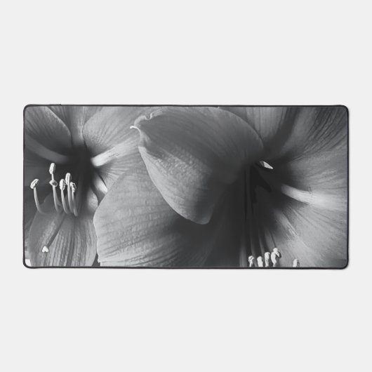 Photo de deux fleurs d'Amaryllis (Recto)