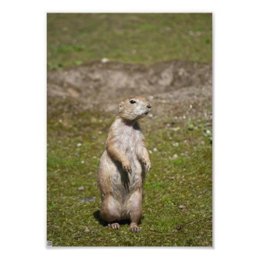 Photo de faune de chien de prairie à queue noire (Devant)