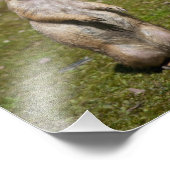 Photo de faune de chien de prairie à queue noire (Coin)