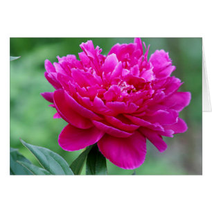 Photo de fleur de pivoine