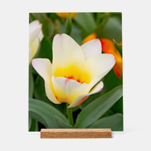 Photo de gros plan de tulipe printanière