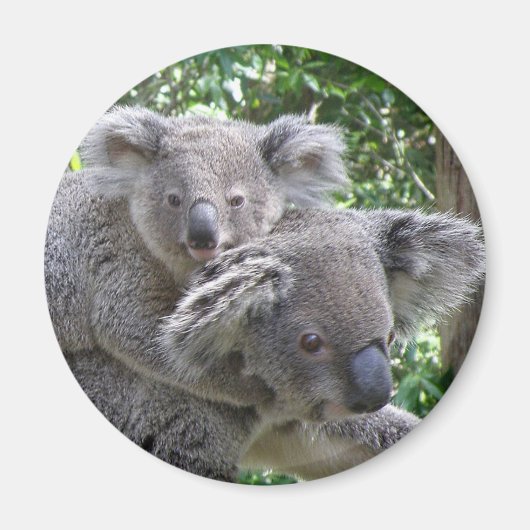 Photo de koala et bébé Australie sur aimant (Devant)
